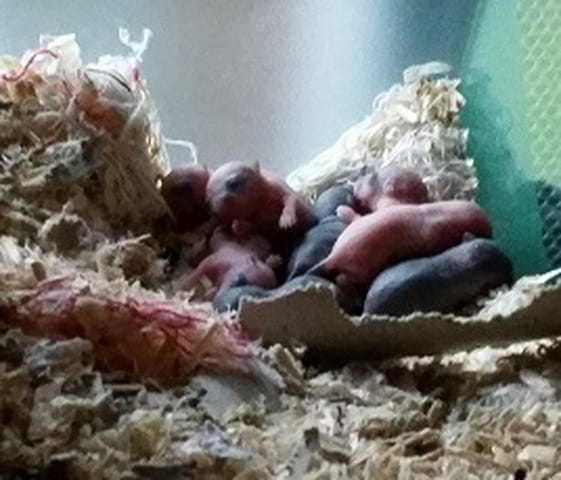 Bébés gerbilles à vendre