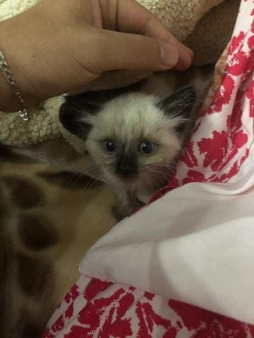 Aider moi a savoir la race de mon chaton