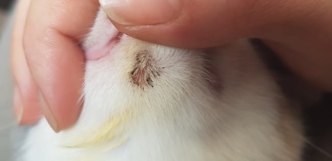 Lésions de la peau chaton