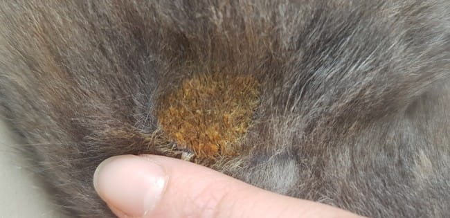Plaque sur la peau de mon chaton