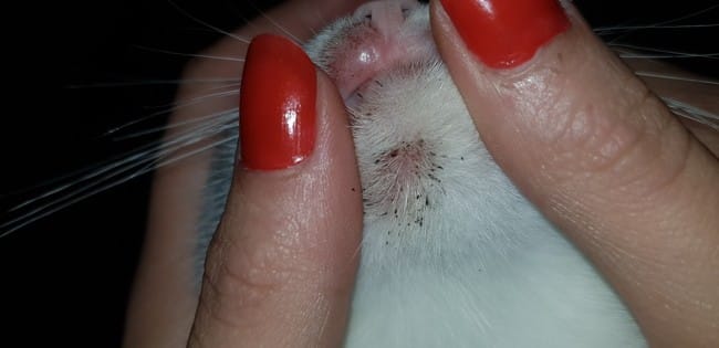 Problèmes de peau chez le chat