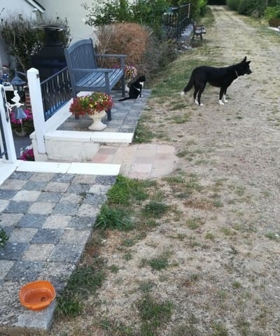 Amitiés entre animaux