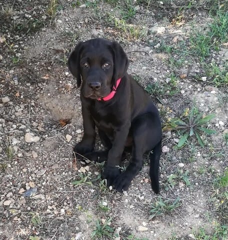 Labrador croisé mais ?
