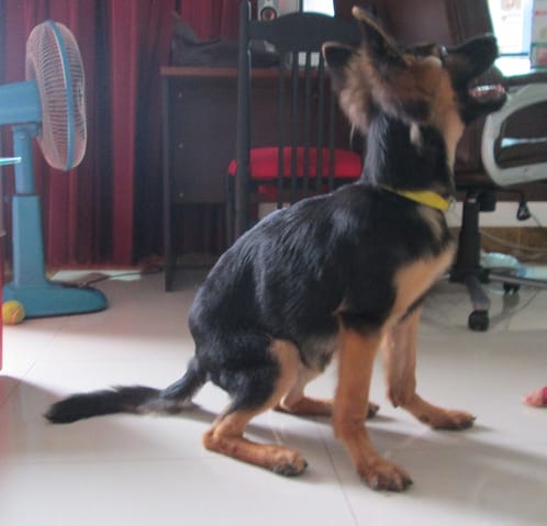 Croquette pour chien