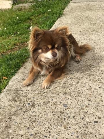 Donne chihuahua idéal pour mamie