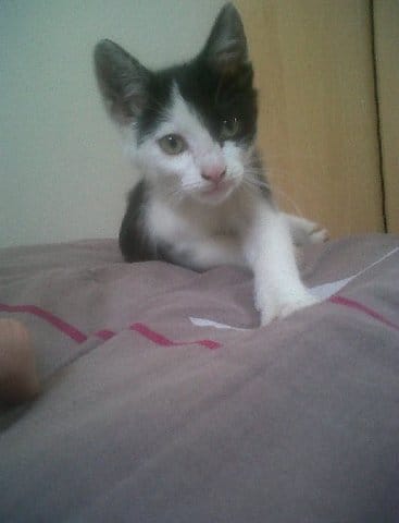 Galéo (chaton 3 mois) cherche une famille en Île-de-France