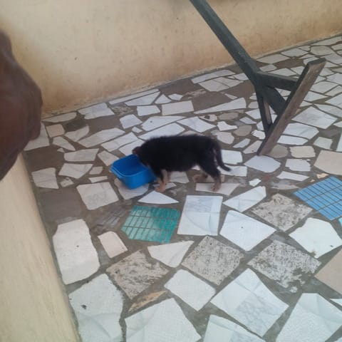 bonjour chers internautes