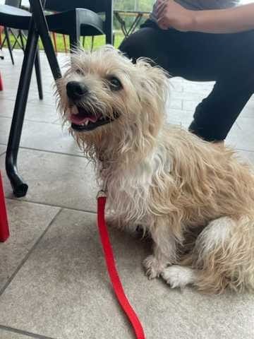 Chien disparu