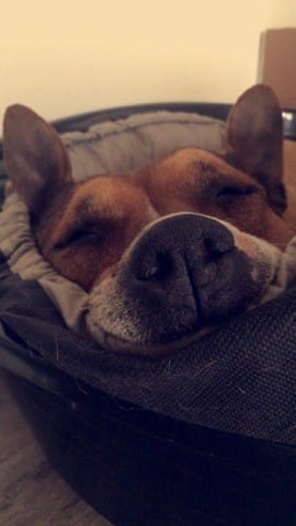 Djina mon pitipotamus