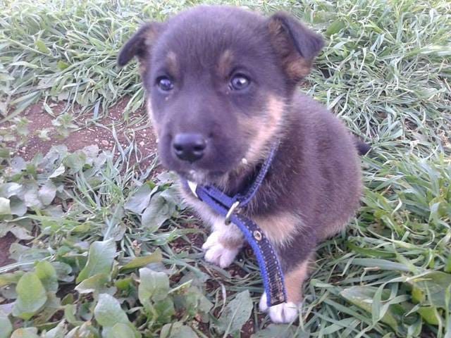 C'est quoi la race de ce chien