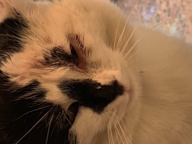 Urgence ou non ? Oeil infecté !