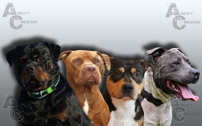 Passion Amstaff / Pitbull / Rottweiler