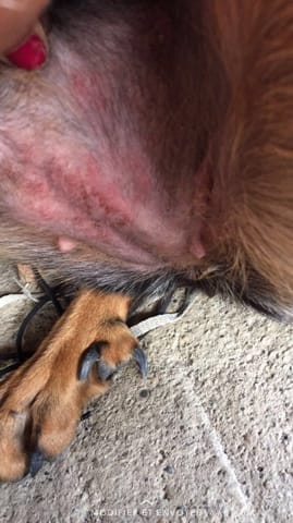 Brûle sur le ventre de ma chienne