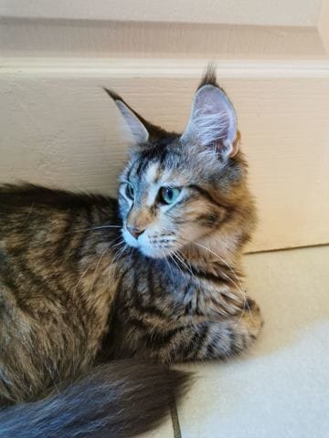 Avis chaton maine coon