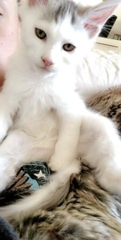 Est ce vraiment une maine coon ?