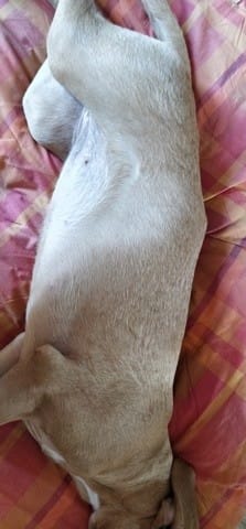 Bosse dure au dos de mon chiot