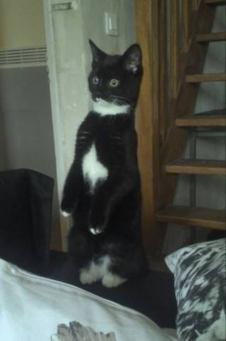 Comment faire pour qu'ils fassent leurs besoins dehors ..?