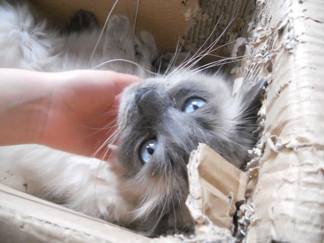 Perce-Neige: magnifique Ragdoll