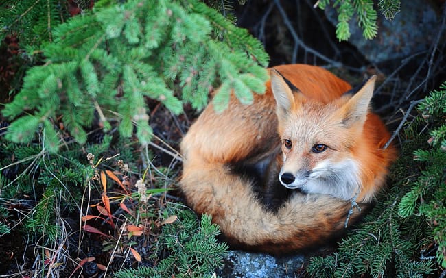 Quel(s) chien(s) ressemble(nt) au renard?