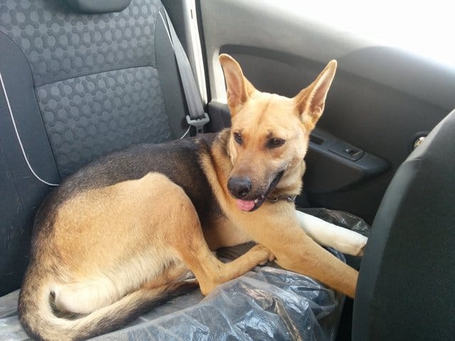 La race de ma chienne !