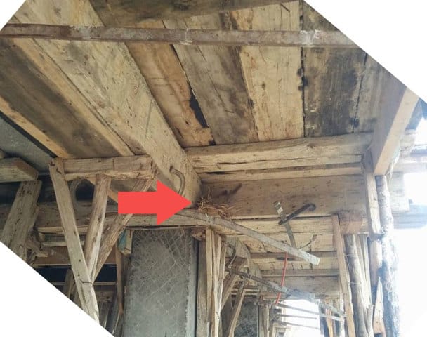 Nid de colombe comment le déplacer ?