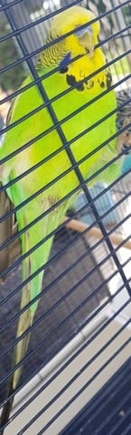 Perruche mâle ou femelle