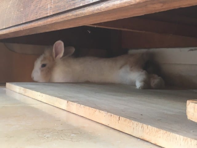 Photo de vos lapinous