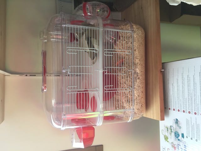 Cage gerbille