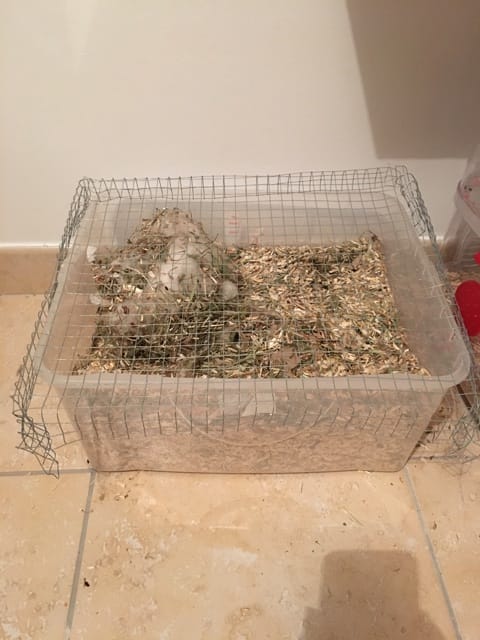 Nouvelle cage pour les louloutes