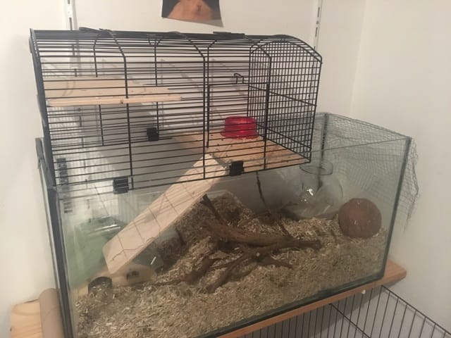 Nouvelle cage des louloutes