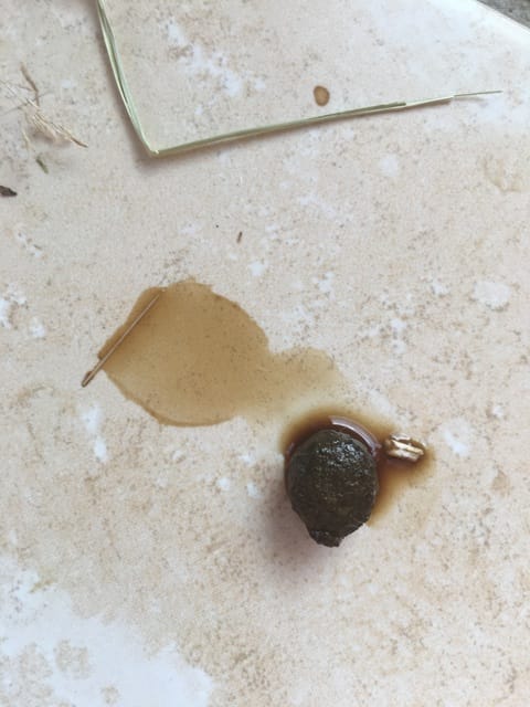 Urine marron