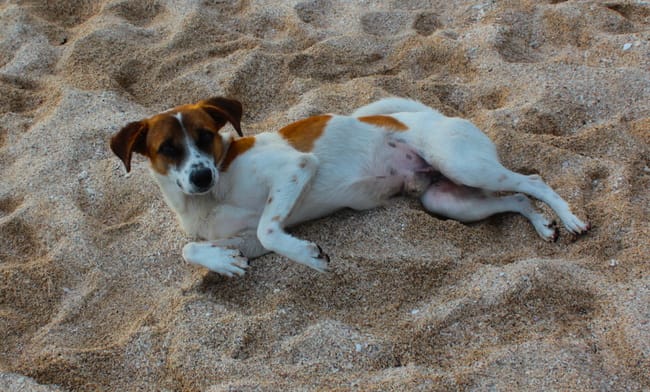 chien errant que faire ?