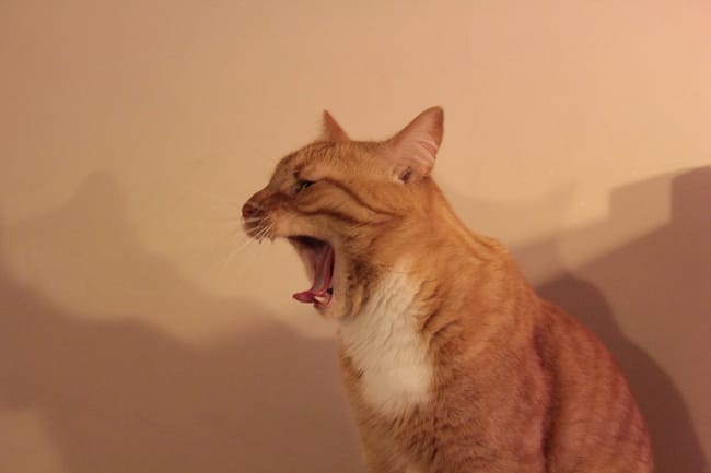 Quelle est la race de mon chat ?