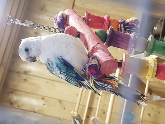 Identification perruche