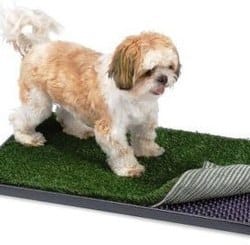 Sondage : toilettes pour chien d'appartement ?