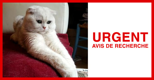 Chat perdu à Paris