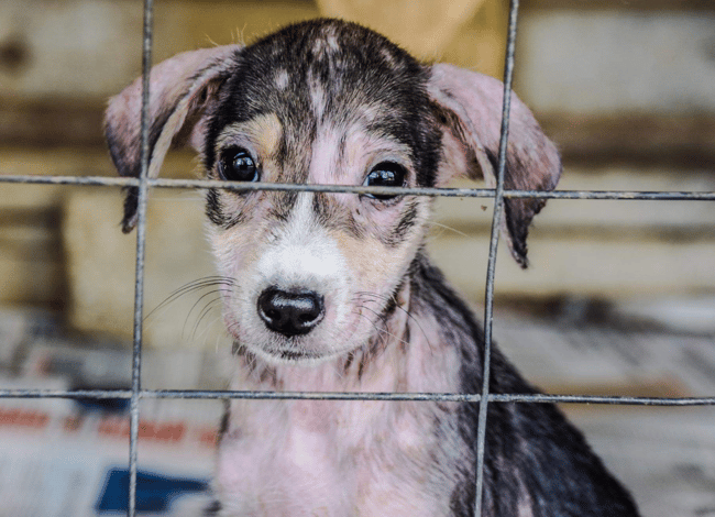 Help race chiot