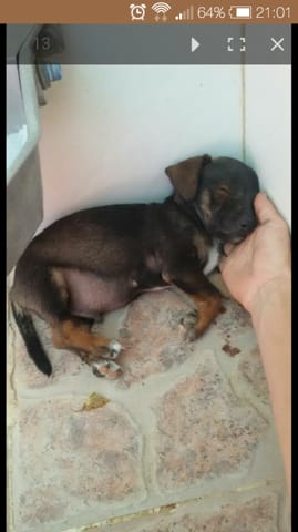 Une idée du croisement?