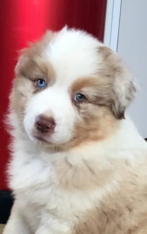 Couleur définitive des yeux