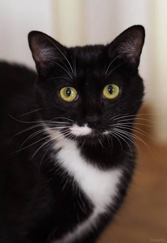 [ADOPTION] Kitty, chatte de 18 mois, adorable et joueuse
