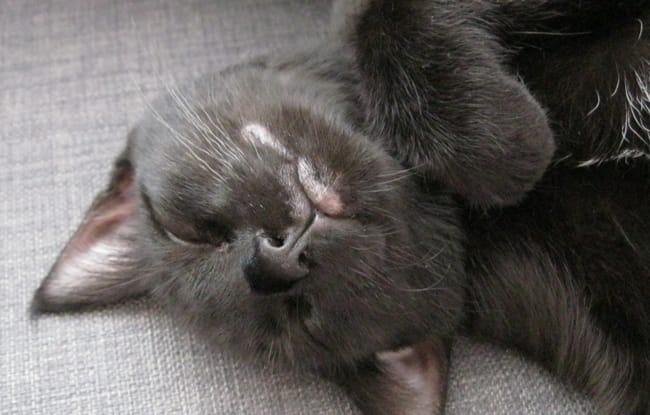 Perte de poils sous la bouche, un peu de bave... changement d'alimentation en cause ?