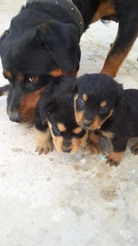 Chiot rottweiller pure ou non  aide sil vous plait