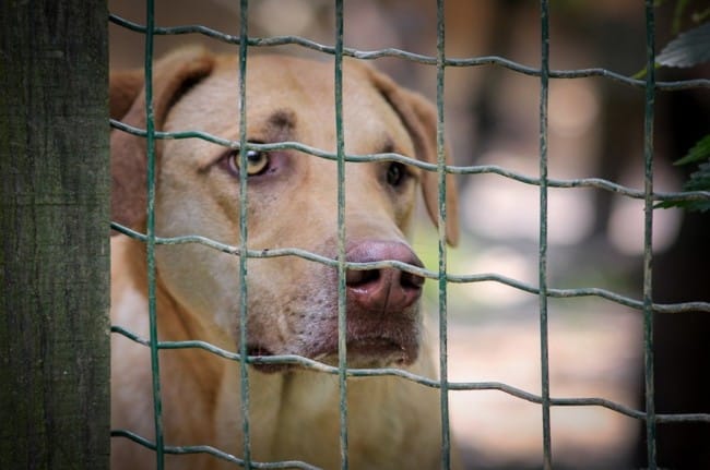 Les préjugés à combattre sur l'adoption de chien en refuge !