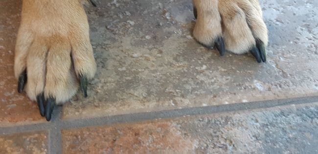 Pattucure pour chien !
