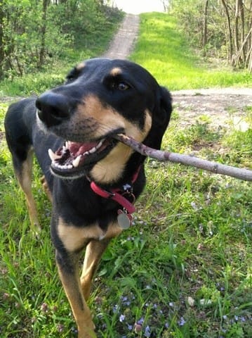 Gros plan... gros nez !