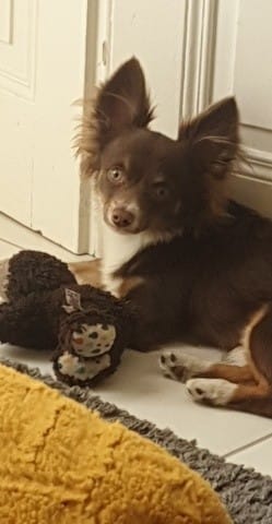 Aidez à savoir le croisement de mon chien