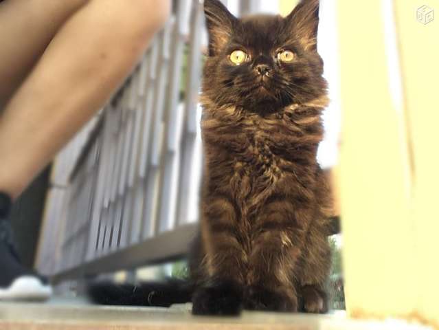 Futur chat à poils longs ???