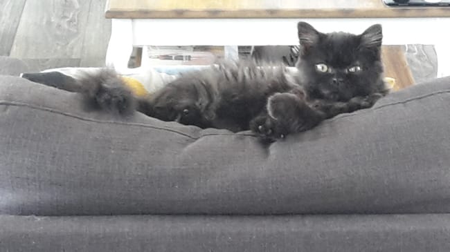 Cohabitation chaton et chat