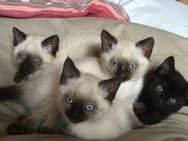 chaton vivant à l'exterieur