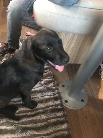 Un idée ? Avec quoi est croise notre chien?